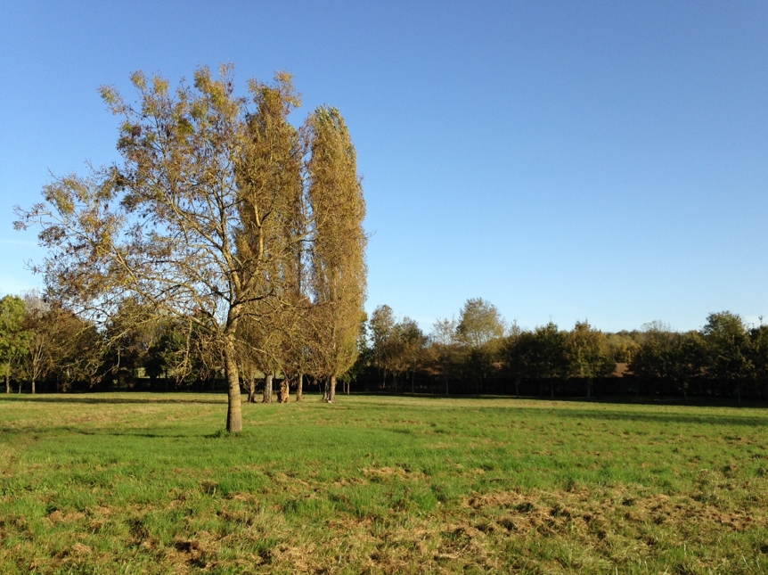 Prairie derrière la Smagne, dans la propriété de William Christie à Thiré © DR