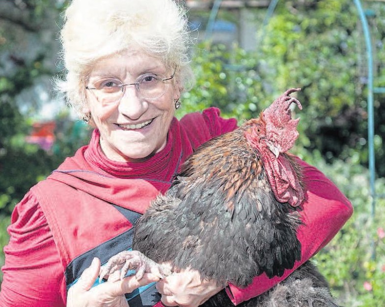 Le Coq Maurice © Aujourd'hui en France