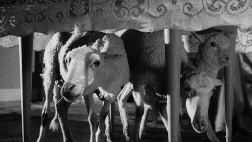 Les moutons sous la table dans le film de Buñuel © DR